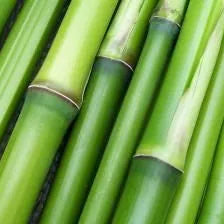 Bambou naturelle vert, titeur de plante, tige 1,8m, lot de 10pcs - SQES